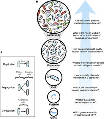 Mathematical Models of Plasmid Population Dynamics